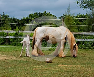 Gypsy horse foal and mother