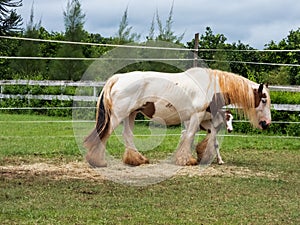 Gypsy horse foal and mother