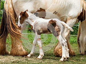 Gypsy horse foal and mother