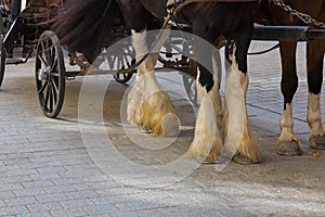 Gypsy Horse with white feather furs socks on the lower legs with