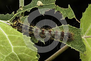 Gypsy Moth Caterpillar on a chewed up leaf