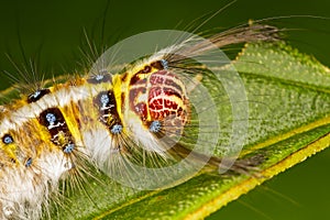 Gypsy moth caterpillar