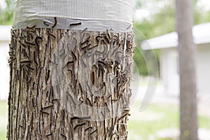 Gypsy Moth Caterpillar Infestation 2021 - Tree Banding 