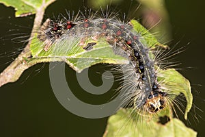 Gypsy moth caterpillar on leaf in Somers, Connecticut.