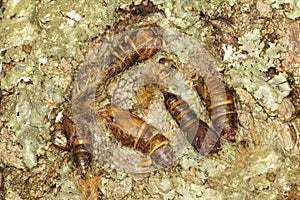 Gypsy moth cocoons on tree bark in Somers, Connecticut.