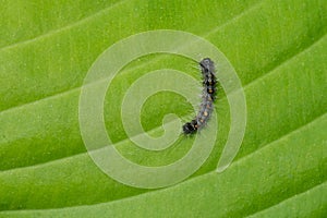 Spongy Moth - Lymantria dispar photo