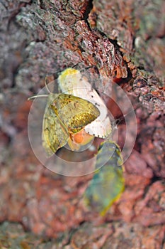 Gypsy moths male and female on red bark with puppae hanging