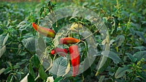 Gypsy Sweet Pepper Plants. Hungarian yellow wax sweet pepper (Capsicum annual). A healthy large pepper from the garden