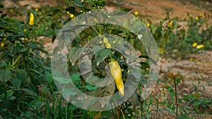 Gypsy Sweet Pepper Plants. Hungarian yellow wax sweet pepper (Capsicum annual). A healthy large pepper from the garden