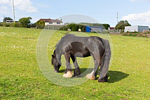 Gypsy traveller pony with long tail and hairy feet