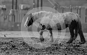 Gypsy Vanner