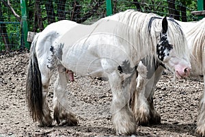 Gypsy Vanner photo