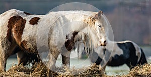 Gypsy Vanner Brown & White