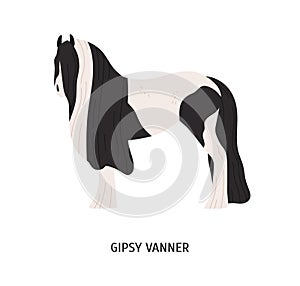 Gypsy vanner flat vector illustration. Pedigree equine, tinker breed, draft horse. Hoss breeding, equestrian sport