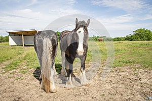 Gypsy Vanner, horse