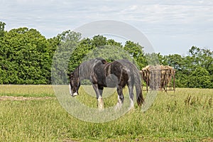 Gypsy Vanner, horse