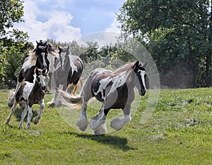 Gypsy Vanner horse herd