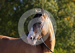 Gypsy Vanner Horse stallion portrait