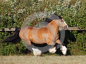 Gypsy Vanner Horse stallion portrait