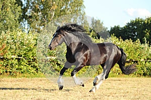 Gypsy Vanner Horse stallion runs