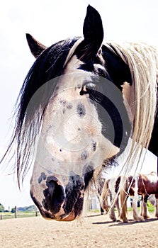 Gypsy Vanner Profile