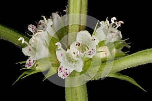 Gypsywort Lycopus europaeus. Inflorescence Detail Closeup