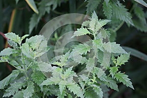 Gypsywort plant without flowers in close up