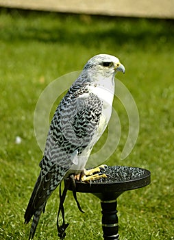 Gyr falcon