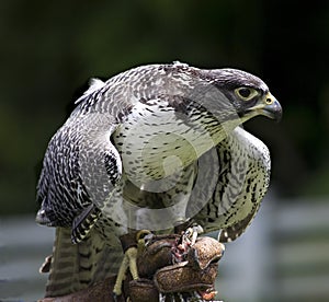 Gyr Falcon Falco Rusticolus