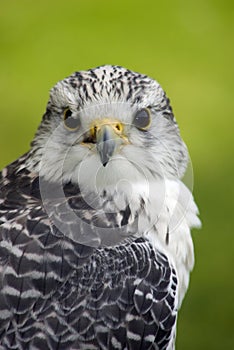 Gyr x Saker Falcon