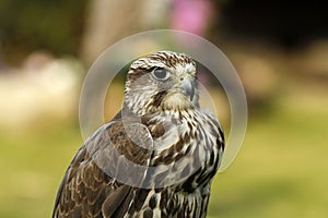 Gyr Saker Falcon