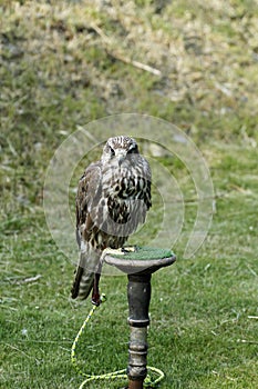 Gyr Saker Falcon