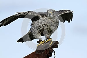 Gyr Saker Falcon