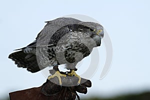 Gyr Saker Falcon