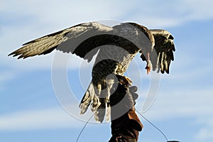 Gyr Saker Falcon Feeding on the Glove