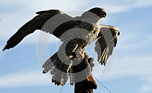 Gyr Saker Falcon on the Glove