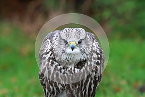 Gyr-saker falcon
