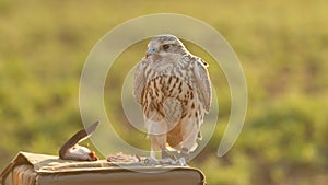 The gyrfalcon is a bird of prey Falco rusticolus, the largest of the falcon species