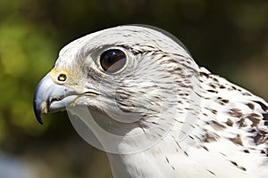 Gyrfalcon