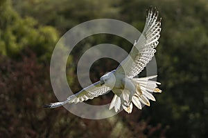 Gyrfalcon Falco rusticolus