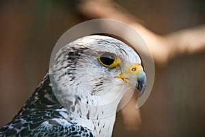 Gyrfalcon or Falco Rusticolus