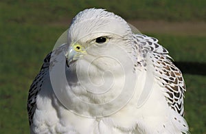 Gyrfalcon Falco rusticolus