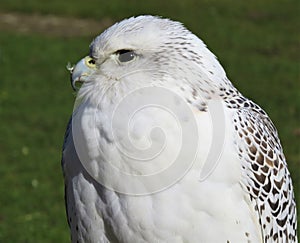 Gyrfalcon Falco rusticolus