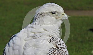 Gyrfalcon Falco rusticolus