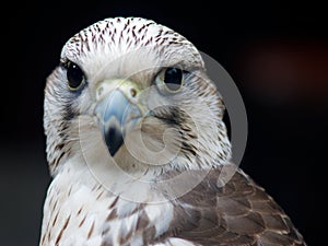 Gyrfalcon - falco rusticolus