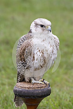 Gyrfalcon - Falco rusticolus