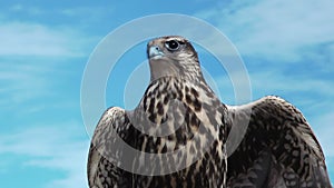 Gyrfalcon Falco Rusticolus.