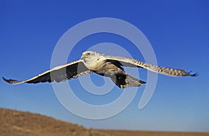 Gyrfalcon, falco rusticolus, Adult in Flight, Canada