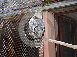 Gyrfalcon Falco rusticolus is a bird from the order of falconiformes of the falcon family. Gyrfalcons serve as hunting