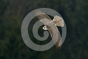 Gyrfalcon, Falco rusticolus, bird of prey fly. Flying rare bird with white head. Forest in cold winter, animal in nature habitat,